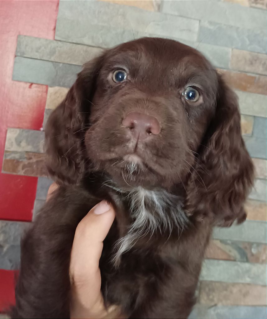 of lakota legends - Chiots disponibles - Cocker Spaniel Anglais