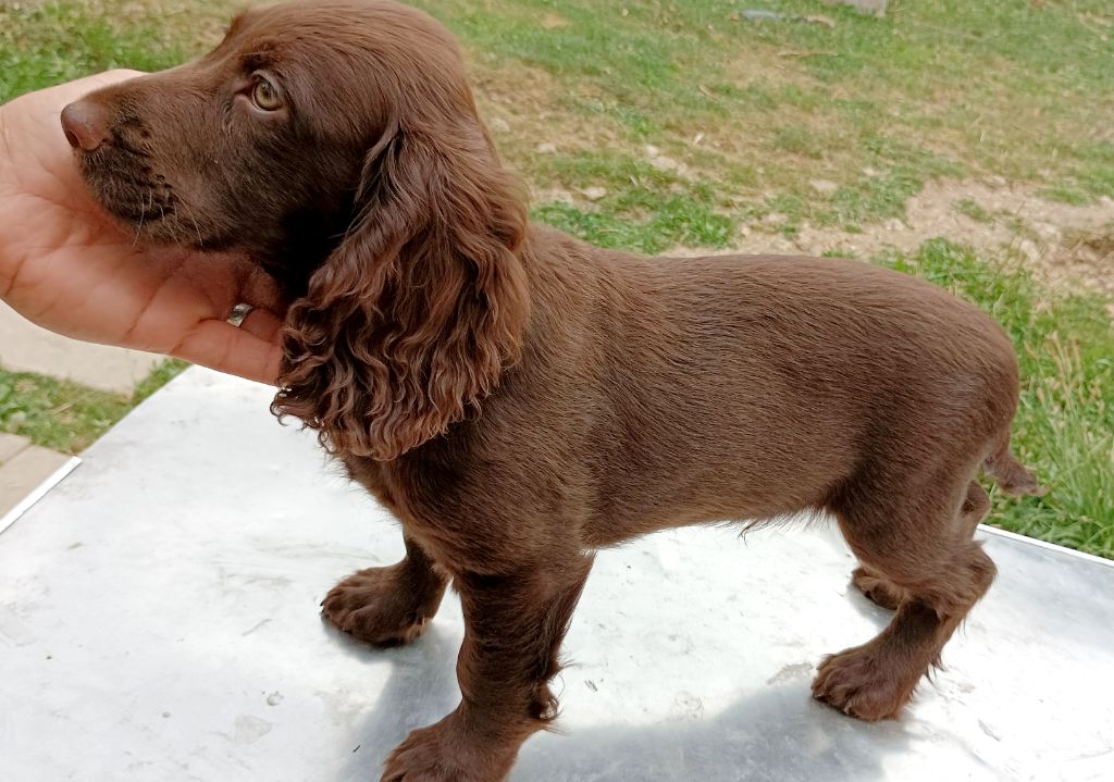 of lakota legends - Chiots disponibles - Cocker Spaniel Anglais