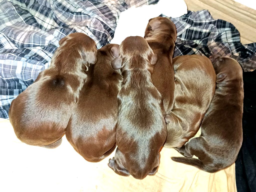 Chiot Cocker Spaniel Anglais of lakota legends